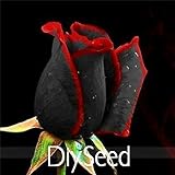 100pcs /ロット100％の本物の2015フレッシュレア血True Bloodブラックローズ種子盆栽花植物の種子のためFREESHIPPING、CGCAE2