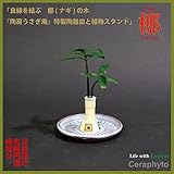 「ご神木　ナギの木」と陶房「うさぎ庵」特製皿と植物スタンド　1個セット　【土なし　清潔　水やり簡単　セラハイト】　　「NHK大河ドラマ　女城主　直虎」で「愛しいものの無事を祈る木」「災いを避ける木」「