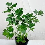 イタリアンパセリ3～3.5号ポット12株セット[イタリア料理には欠かせないハーブ苗] ノーブランド品