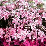 芝桜（シバザクラ） ：タマノナガレ（多摩の流れ）24株セット ノーブランド品