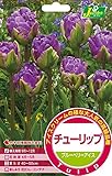 カネコ種苗 チューリップ ブルーベリーアイス アイスクリーム 紫系 新品種 ２球入