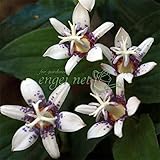 ホトトギス：紫酔（しすい）3号ポット 2株セット ノーブランド品