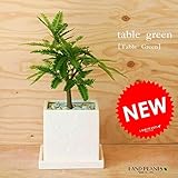 LAND PLANTS 【観葉植物】 エバーフレッシュ （白色スクエア陶器 卓上サイズ）