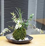 色々な葉色を楽しめる苔玉【ハツユキ（初雪）カズラ・白竜の寄せ植え苔玉・炭化焼き締器セット】 (敷石の色（白）)