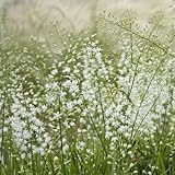 野州ハナゼキショウ