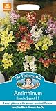 MFVE 英国ミスターフォザーギルズシード Antirrhinum ReminiScent F1 アンチヒナム（金魚草）・レミニセント・F1
