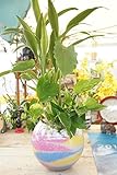 【土を使っていないから衛生的でお部屋のインテリアにぴったり】　観葉植物　ハイドロカルチャー　バブ18　カラフルカラーサンド（4色） 寄せ植え三種