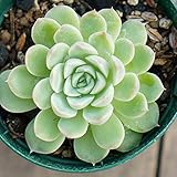 アルビカンス 7.5cmポット エケベリア Echeveria Albicans 福岡県産 多肉植物 多肉 観葉植物 インテリアグリーン 寄せ植えに