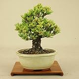 いよじ園 五葉松 -明星- 小品盆栽 （盆栽 松） 【母の日ギフト】