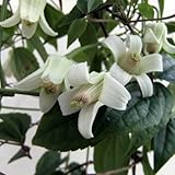 クレマチス：ユンナンエンシス[アンスンエンシス・ウンナンエンシス]4.5号[2年生]（常緑系・冬咲） ノーブランド品