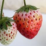 イチゴ：とちおとめ5号鉢植え[栃木生まれの人気品種] ノーブランド品