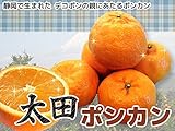 オレンジ 苗木 【 太田ポンカン 】 1年生 接ぎ木 苗 柑橘 果樹 果樹苗木