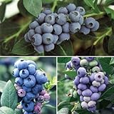 ブルーベリー：大実ハイブッシュ系5号3本セット（ブルーレカ・スパルタン・ダロー）[苗木]