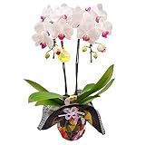 胡蝶蘭 ギフト 風呂敷包み 4号鉢 Ｌ2本立 ホワイト／ラッピング＆メッセージ無料花のプレゼント 生花 鉢植え 開店祝いに 母の日 父の日 敬老の日 おじいちゃん おばあちゃん