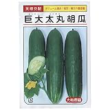 大和農園 巨大太丸 [きゅうり・胡瓜] 小袋(10粒)