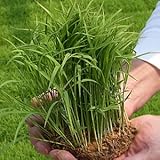 コシヒカリの苗(稲)　 こしひかり １ブロック（５～６本の束が約８～９束）お米を作ろう！