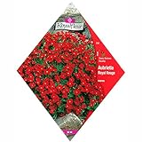 [春・秋まき　花タネ][フランス花の種]オーブリエチア（ムラサキナズナ） ロイヤルレッド * ノーブランド品