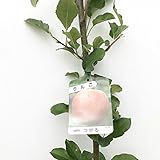 リンゴ 苗木 津軽 12cmポット苗 つがる りんご 苗 林檎