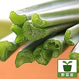 ネギニラなかみどり3号ポット3株セット[TV東京モーニングサテライト・はなまるマーケットで放映！] ノーブランド品