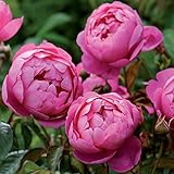 バラ苗 ロイヤルジュビリー 大苗ＥＲ6Ｌ専用角鉢入 ピンク系 イングリッシュローズ