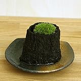 苔盆栽（くぬぎ炭鉢）小・黒備前器セット