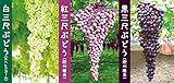 三尺ぶどう お買い得3品種セット!(大房ぶどう)【10月～11月が植え時の果樹苗10.5cmポット/紅三尺欧州系種・黒三尺欧州系種・白三尺ネヘレスコール/各1個】【秋が植え時即出荷!送料込み価格!】