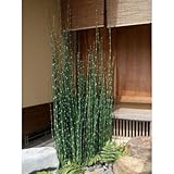 オオトクサ(大株) 和風庭園 スクリーン植栽 植木 花壇 常緑