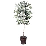 Vickerman 6-Feet Artificial Variegated Ficus Economy Tree in Decorative Container [並行輸入品]