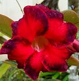 アデニウム アラビカム オベスム 砂漠のバラ塊根植物 Adenium obesum Desert Roses no.25 DANGEROUS-EAGLE