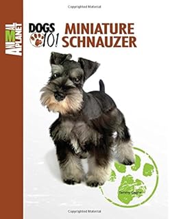 top schnauzer breeders