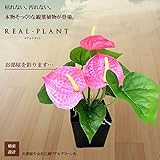 Stardust 観葉 植物 造花 リアル プラント 小型 人工 部屋 リアル 会社 緑 おしゃれ インテリア フェイク グリーン ( ピンク ) SD-HONGZ-PK