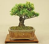 いよじ園 五葉松 -明星- 小品盆栽 （盆栽 松） 【父の日ギフト】