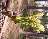 山菜苗:タラノキ [たらの芽] 10.5cmポット仮植え苗5ポットセット【紫桜館山の花屋】