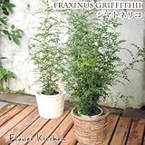 観葉植物　シマトネリコ　茶　丸バナナカゴ付き