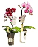 HanaMarche（ハナマルシェ） ピンク系 ミディ胡蝶蘭1本立 タンブラーポットスリム 3号