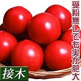 国華園 接木野菜苗 大玉トマト 接木F1パルト P（農林水産省登録品種 登録名：SAKTOM0...
