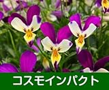 見元園芸さんのオリジナルビオラ スターラビットシリーズ 1株 【コスモインパクト】（数量限定品）