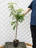 ネクタリン フレーバートップ 樹高1.0m程度 2年生苗