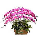 50 Seeds/Pack hydroponic orchid seeds,indoor flowers bonsai four seasons,Phalaenopsis Orchids