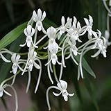 フウラン2条植え2.5～3号ポット[風蘭] ノーブランド品