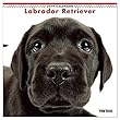 カレンダー 2019 壁掛け THE DOG 犬 ラプラドール・レトリーバー 403222 2018年9月―2019年12月 アーリスト イヌ いぬ Labrador Retriever