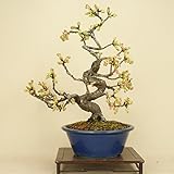 いよじ園 【】 河津桜 中品盆栽 【雑木盆栽 花物盆栽】いよじ園