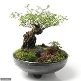 益子焼 足付丸鉢 炭化
