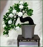 100 Gardenia Seeds (Cape Jasmine )-DIY Home Garden Potted Bonsai, amazing smell & beautiful flowers,