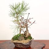 桜寄せ盆栽:八重桜・黒松寄せ植え*