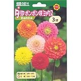 春植え球根 ダリア ポンポン咲ミックス (530027)