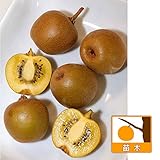 キウイ受粉樹セット：ミンキーゴールドと専用オス木4号ポット[鈴なりに実る豊産性の黄色キウイ][苗木] ノーブランド品