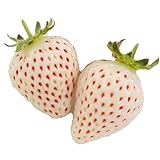 天使のいちご・エンジェルエイトの苗（3株セット）