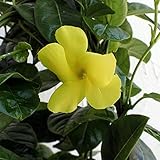 マンデビラ：サマーブーケ3号ポット2株セット[つる性ウレキテス・夏ものがたり] ノーブランド品