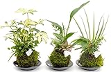 3寸３種寄せ植え苔玉美濃焼皿付3種セット
